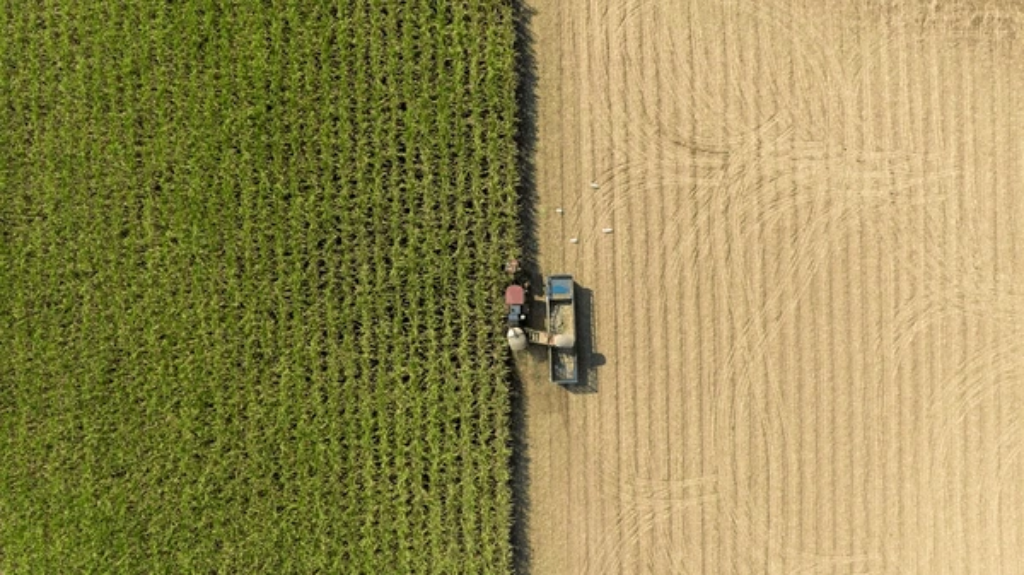 Sugar Cane Fields AI